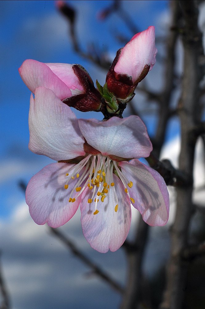 Prunus dulcis / Mandorlo